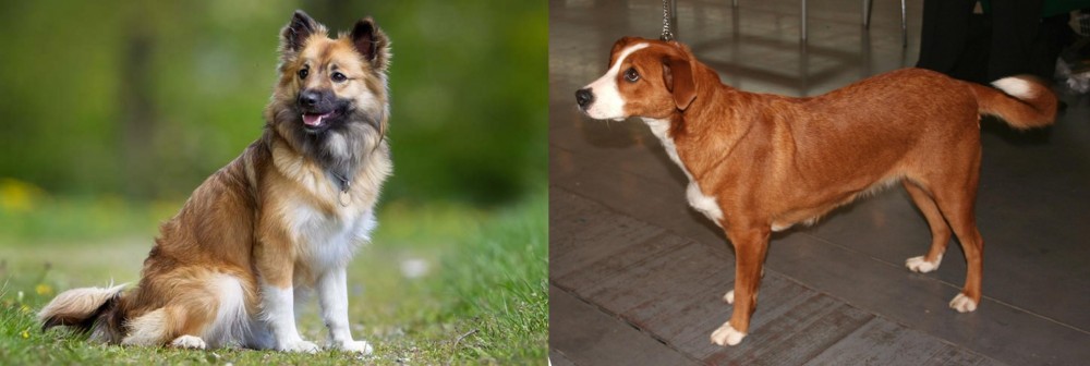 Osterreichischer Kurzhaariger Pinscher vs Icelandic Sheepdog - Breed Comparison