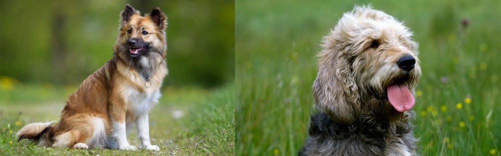 Otterhound vs Icelandic Sheepdog - Breed Comparison