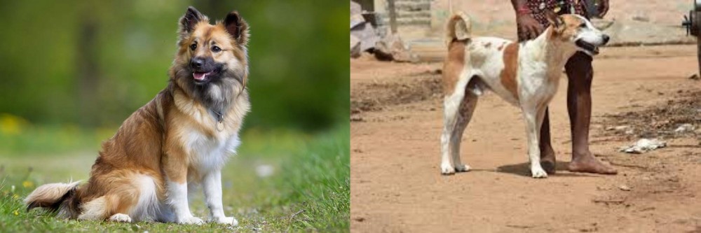 Pandikona vs Icelandic Sheepdog - Breed Comparison