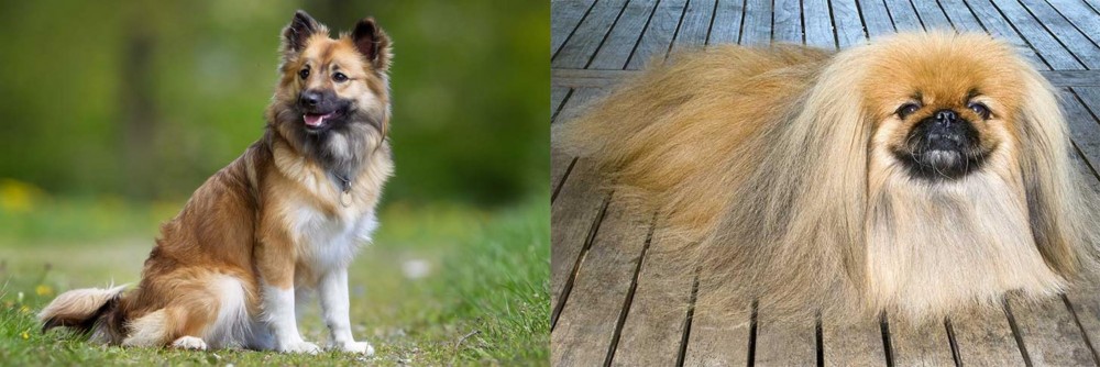 Pekingese vs Icelandic Sheepdog - Breed Comparison
