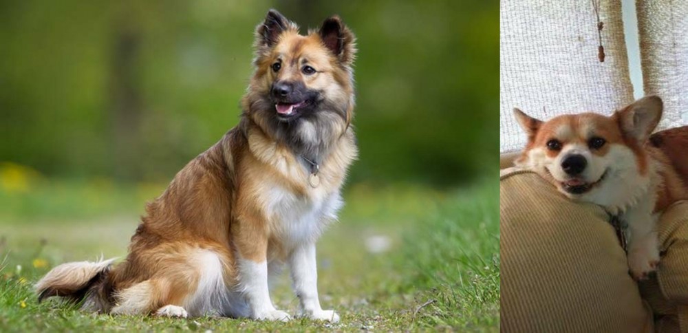 Pembroke Welsh Corgi vs Icelandic Sheepdog - Breed Comparison