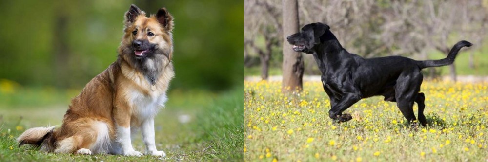Perro de Pastor Mallorquin vs Icelandic Sheepdog - Breed Comparison