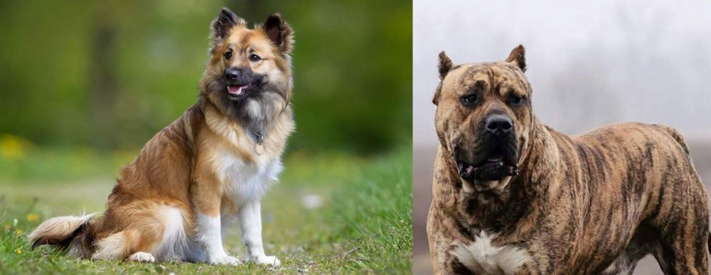 Perro de Presa Canario vs Icelandic Sheepdog - Breed Comparison