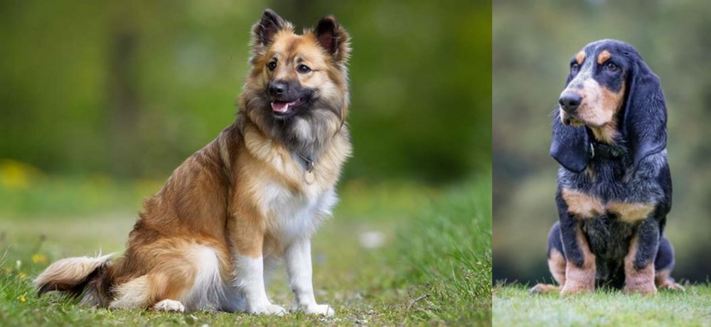 Petit Bleu de Gascogne vs Icelandic Sheepdog - Breed Comparison
