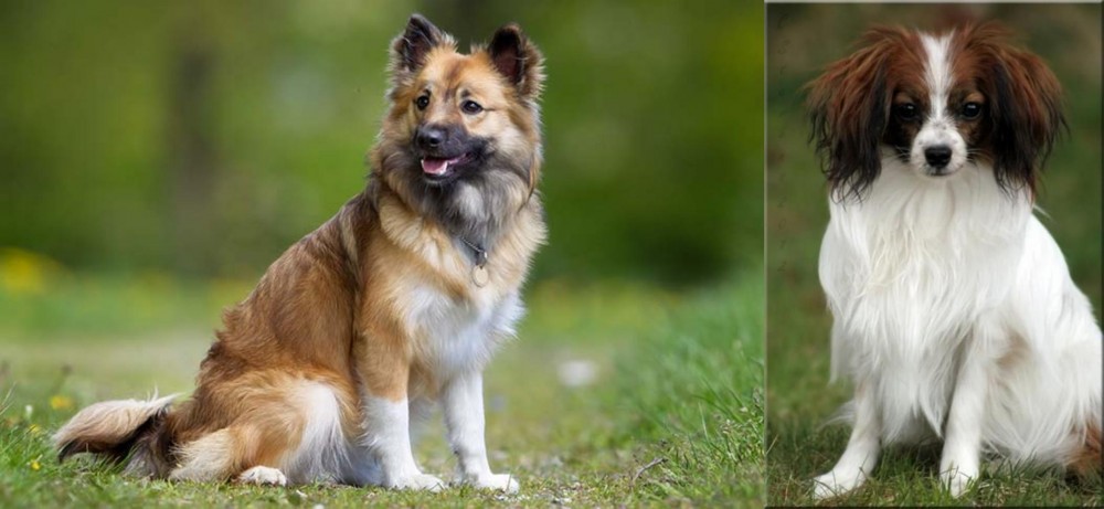 Phalene vs Icelandic Sheepdog - Breed Comparison