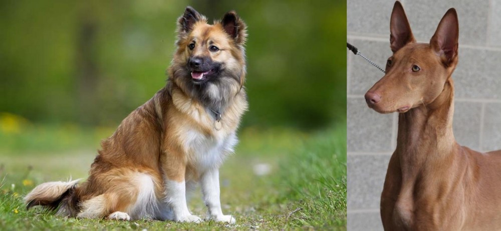Pharaoh Hound vs Icelandic Sheepdog - Breed Comparison
