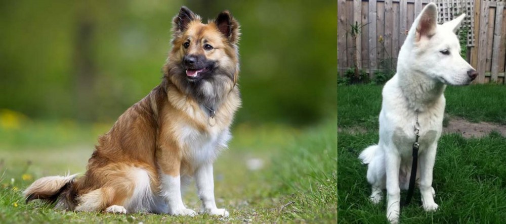Phung San vs Icelandic Sheepdog - Breed Comparison
