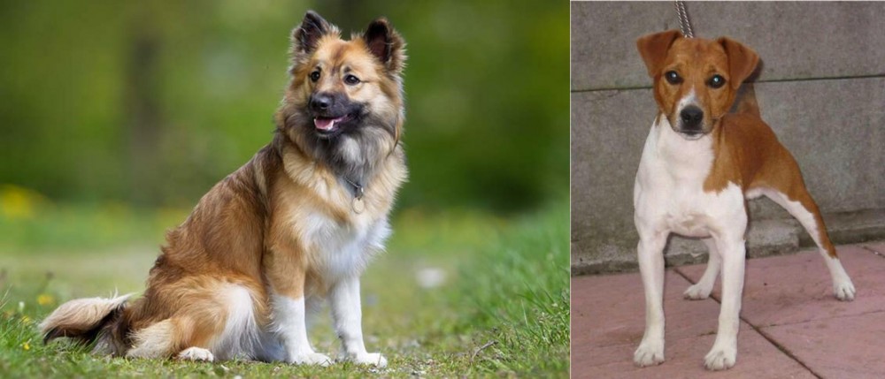 Plummer Terrier vs Icelandic Sheepdog - Breed Comparison