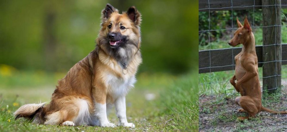 Podenco Andaluz vs Icelandic Sheepdog - Breed Comparison