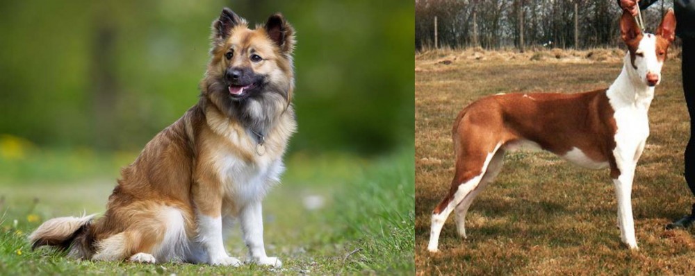 Podenco Canario vs Icelandic Sheepdog - Breed Comparison