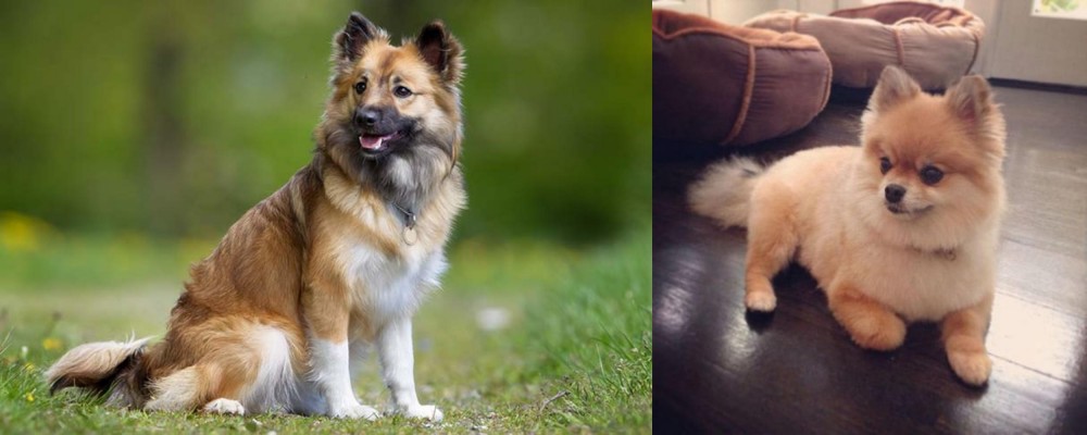 Pomeranian vs Icelandic Sheepdog - Breed Comparison
