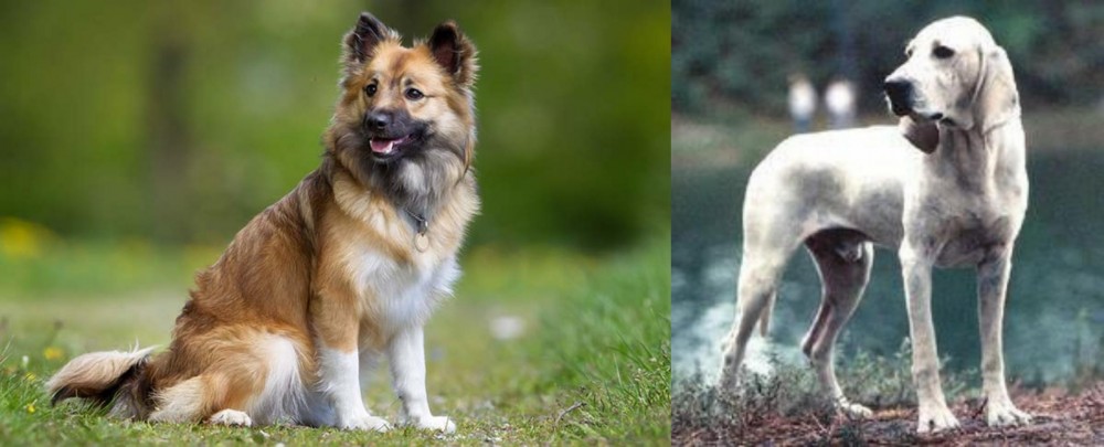 Porcelaine vs Icelandic Sheepdog - Breed Comparison