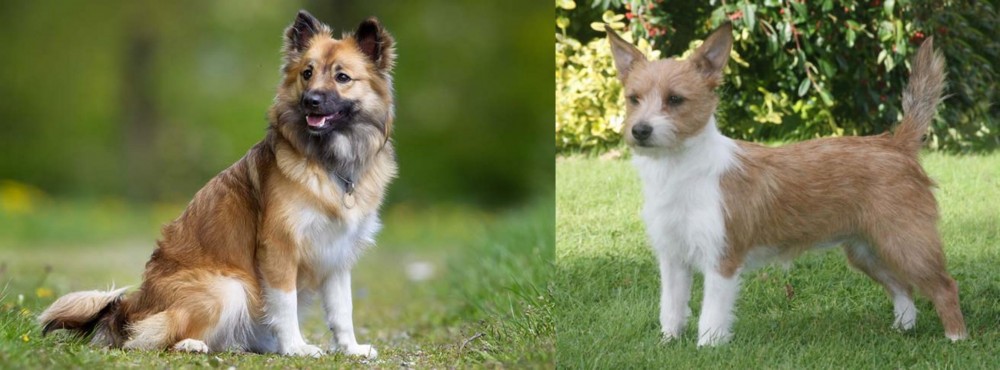 Portuguese Podengo vs Icelandic Sheepdog - Breed Comparison
