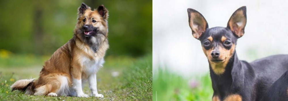 Prazsky Krysarik vs Icelandic Sheepdog - Breed Comparison
