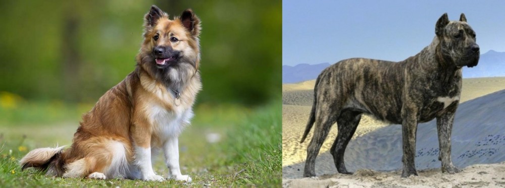 Presa Canario vs Icelandic Sheepdog - Breed Comparison