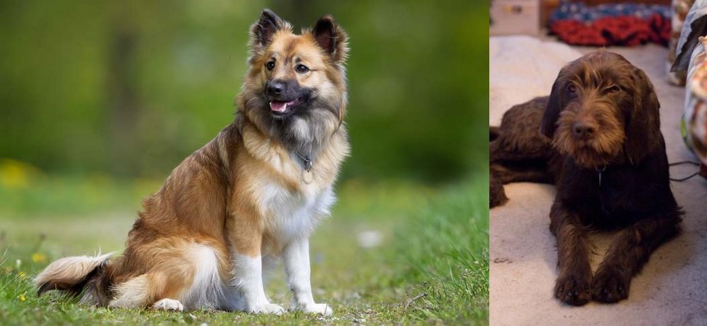 Pudelpointer vs Icelandic Sheepdog - Breed Comparison