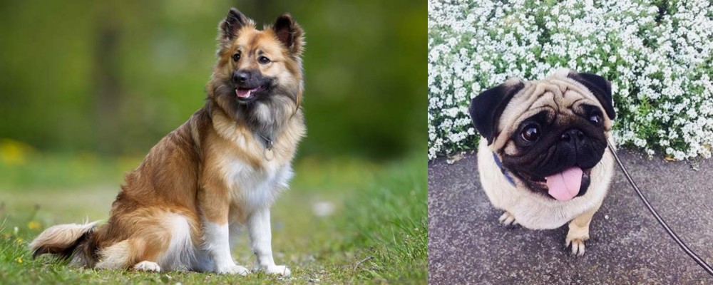 Pug vs Icelandic Sheepdog - Breed Comparison