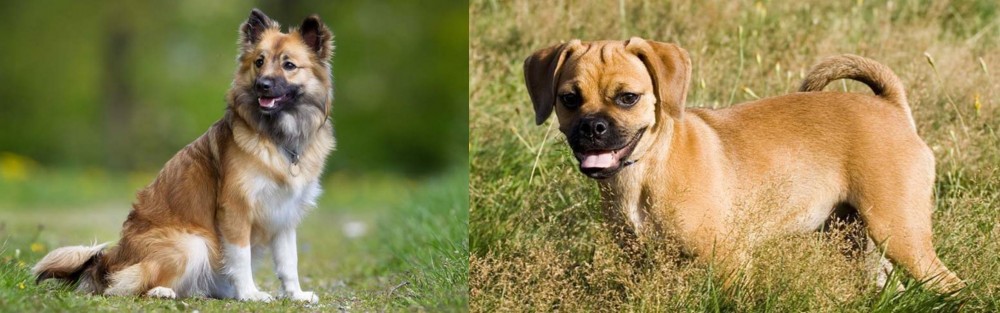 Puggle vs Icelandic Sheepdog - Breed Comparison