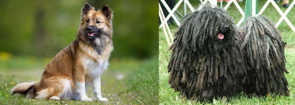 Puli vs Icelandic Sheepdog - Breed Comparison