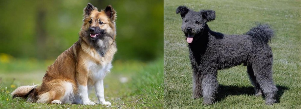Pumi vs Icelandic Sheepdog - Breed Comparison