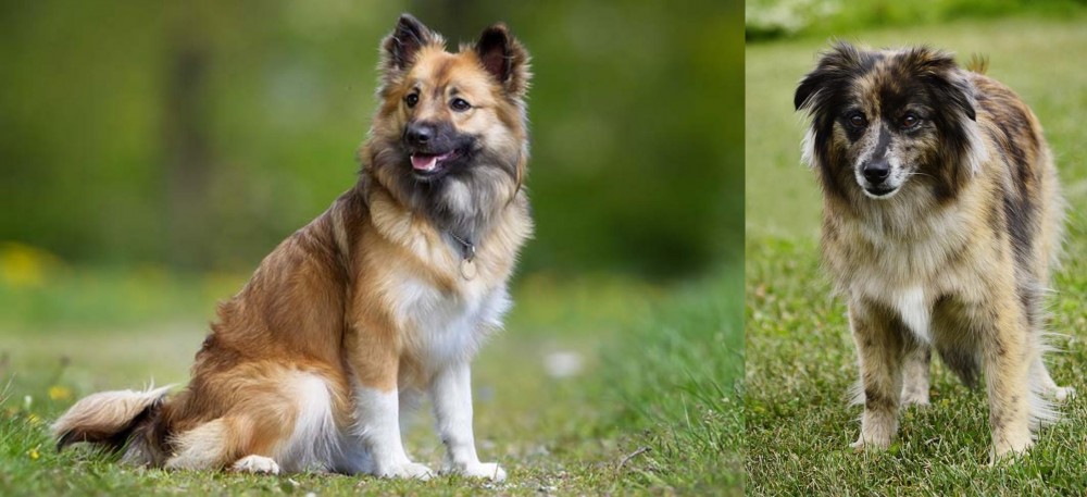 Pyrenean Shepherd vs Icelandic Sheepdog - Breed Comparison