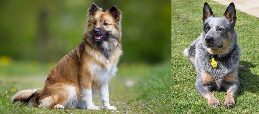 Queensland Heeler vs Icelandic Sheepdog - Breed Comparison