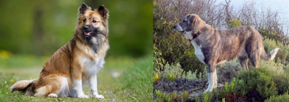 Rafeiro do Alentejo vs Icelandic Sheepdog - Breed Comparison