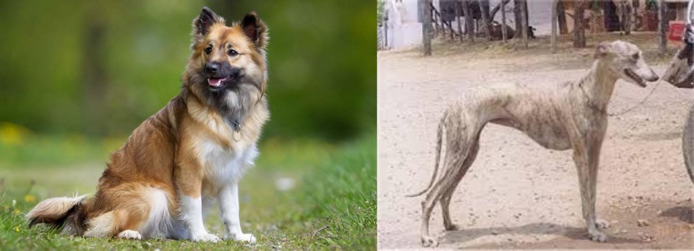 Rampur Greyhound vs Icelandic Sheepdog - Breed Comparison