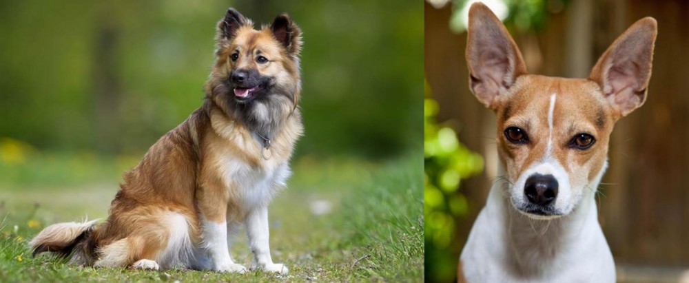 Rat Terrier vs Icelandic Sheepdog - Breed Comparison