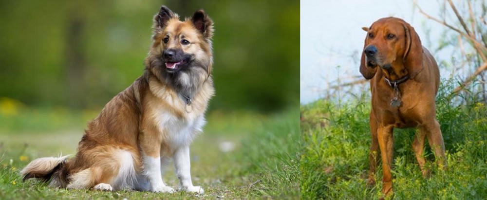 Redbone Coonhound vs Icelandic Sheepdog - Breed Comparison