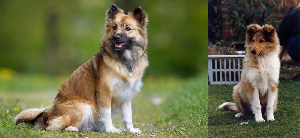 Rough Collie vs Icelandic Sheepdog - Breed Comparison