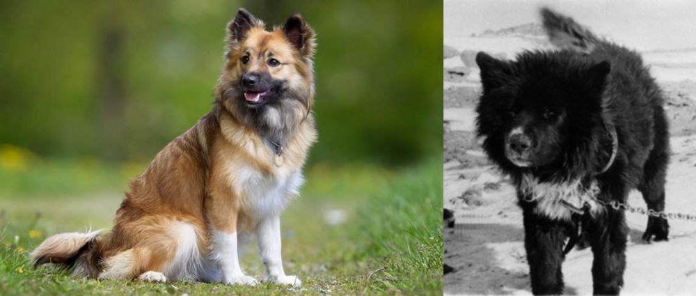 Sakhalin Husky vs Icelandic Sheepdog - Breed Comparison