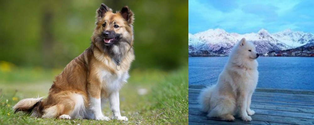 Samoyed vs Icelandic Sheepdog - Breed Comparison