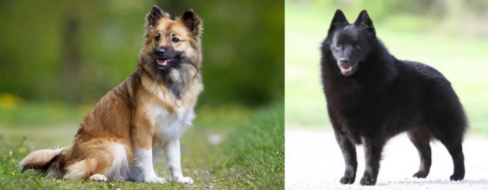 Schipperke vs Icelandic Sheepdog - Breed Comparison