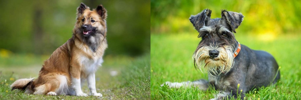 Schnauzer vs Icelandic Sheepdog - Breed Comparison