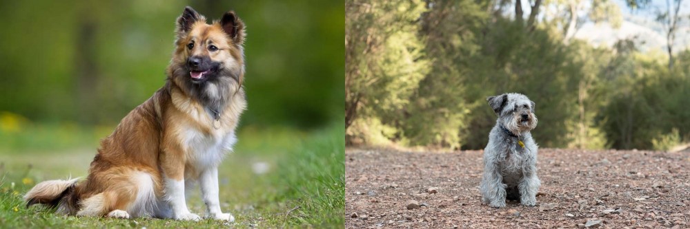 Schnoodle vs Icelandic Sheepdog - Breed Comparison