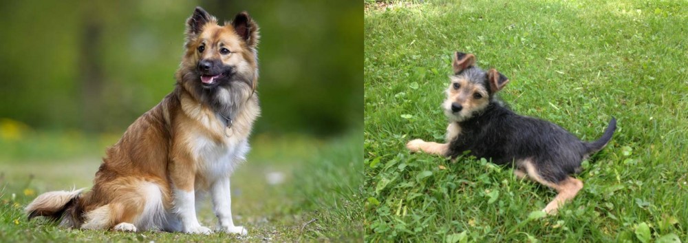 Schnorkie vs Icelandic Sheepdog - Breed Comparison