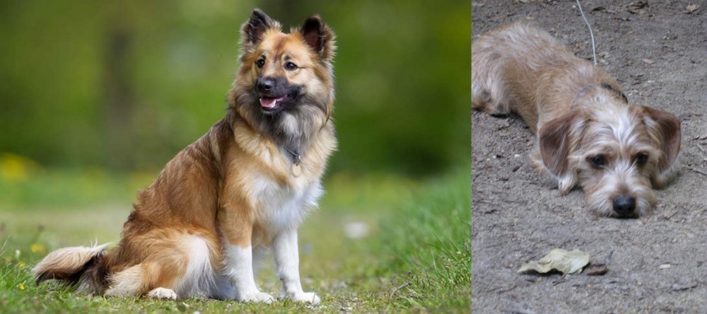 Schweenie vs Icelandic Sheepdog - Breed Comparison
