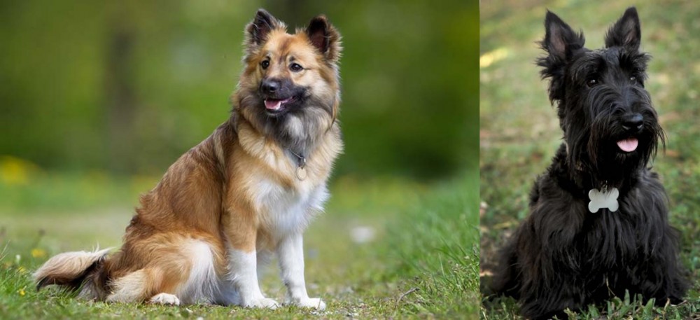 Scoland Terrier vs Icelandic Sheepdog - Breed Comparison