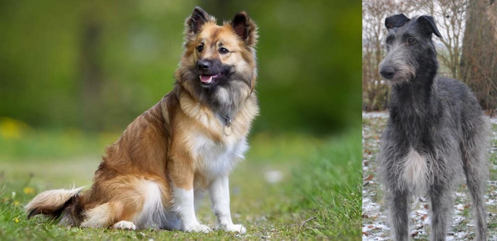 Scottish Deerhound vs Icelandic Sheepdog - Breed Comparison