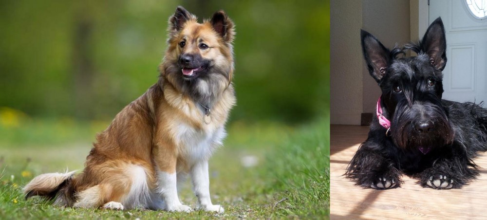 Scottish Terrier vs Icelandic Sheepdog - Breed Comparison