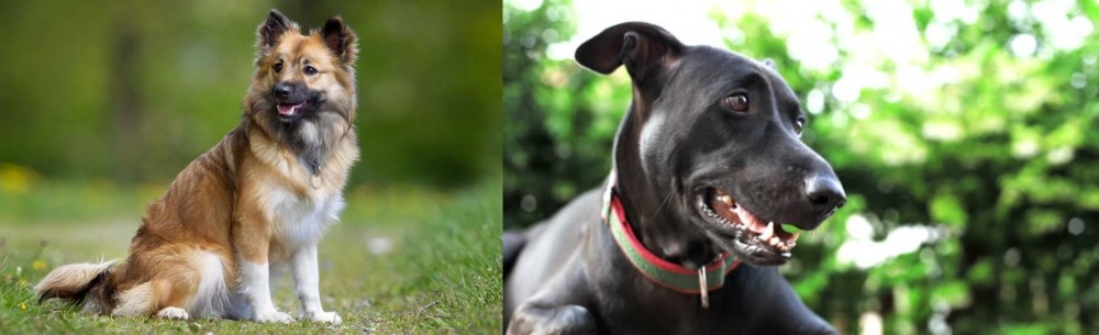 Shepard Labrador vs Icelandic Sheepdog - Breed Comparison