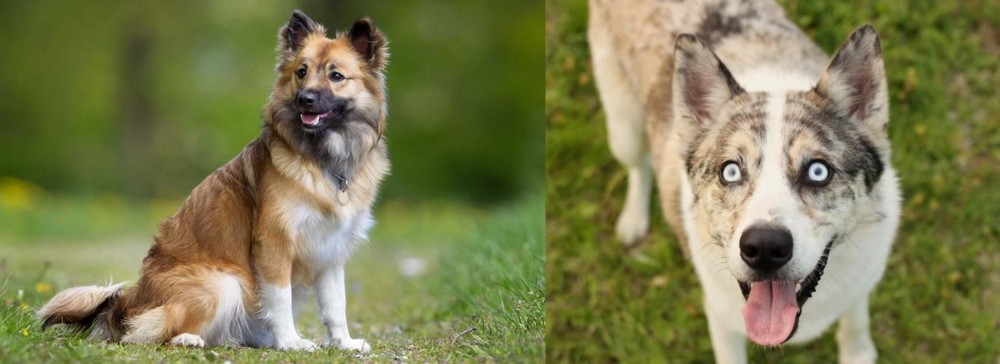 Shepherd Husky vs Icelandic Sheepdog - Breed Comparison