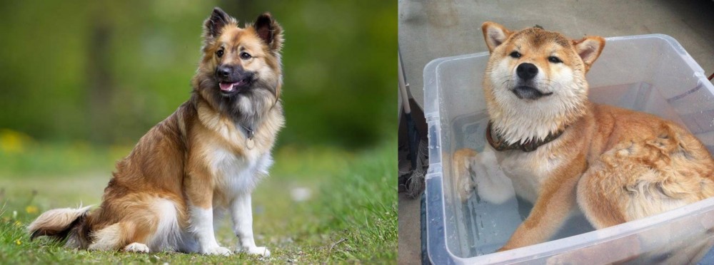 Shiba Inu vs Icelandic Sheepdog - Breed Comparison