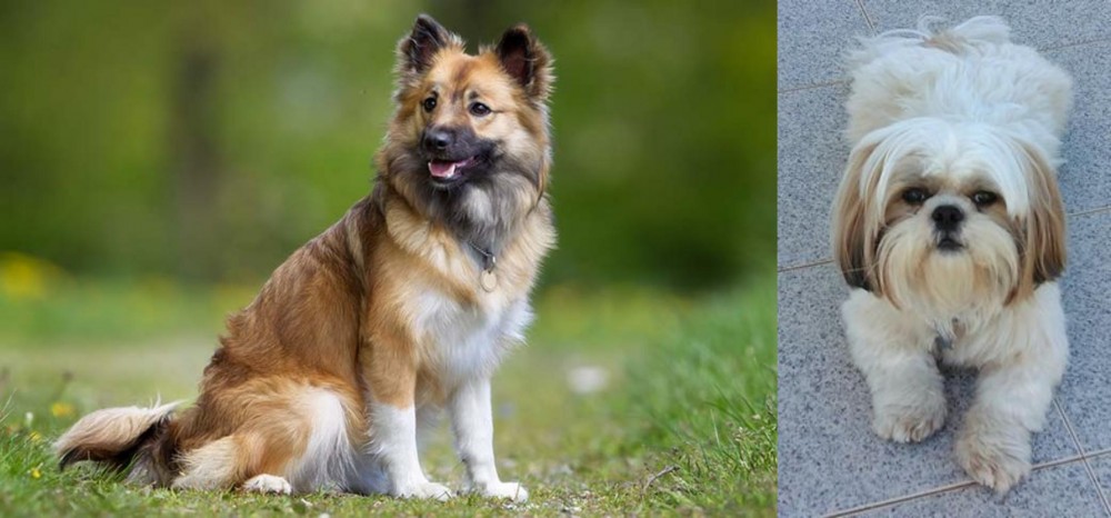 Shih Tzu vs Icelandic Sheepdog - Breed Comparison