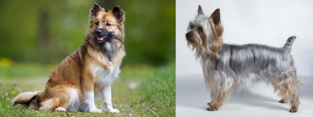 Silky Terrier vs Icelandic Sheepdog - Breed Comparison