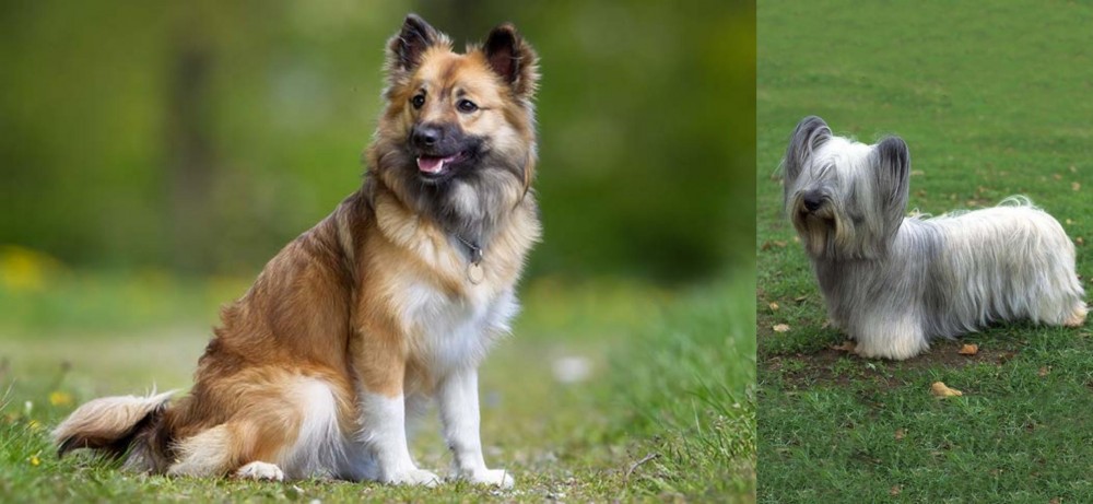 Skye Terrier vs Icelandic Sheepdog - Breed Comparison