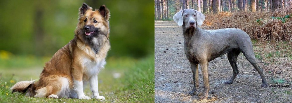 Slovensky Hrubosrsty Stavac vs Icelandic Sheepdog - Breed Comparison