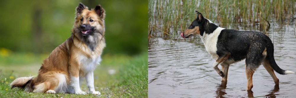 Smooth Collie vs Icelandic Sheepdog - Breed Comparison