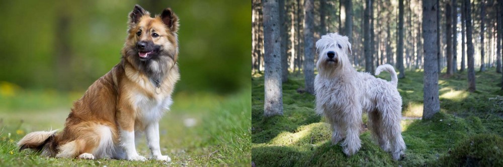 Soft-Coated Wheaten Terrier vs Icelandic Sheepdog - Breed Comparison